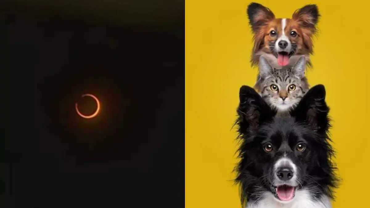 UNAM explica cómo afectará a las mascotas el eclipse solar 2023